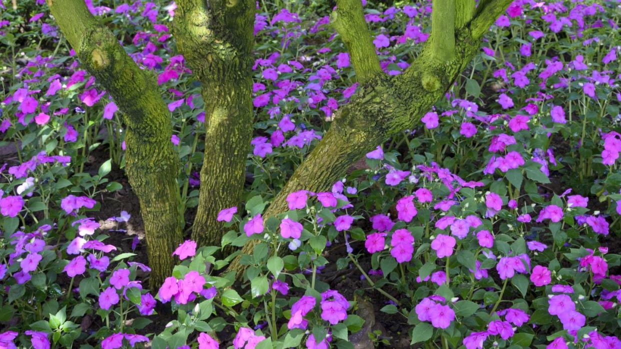 shade flowers