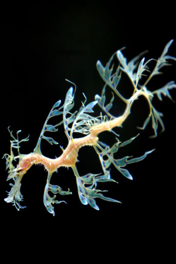 A Leafy Seadragon