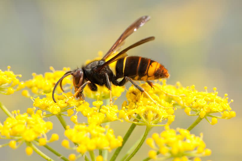 Wasp on flower