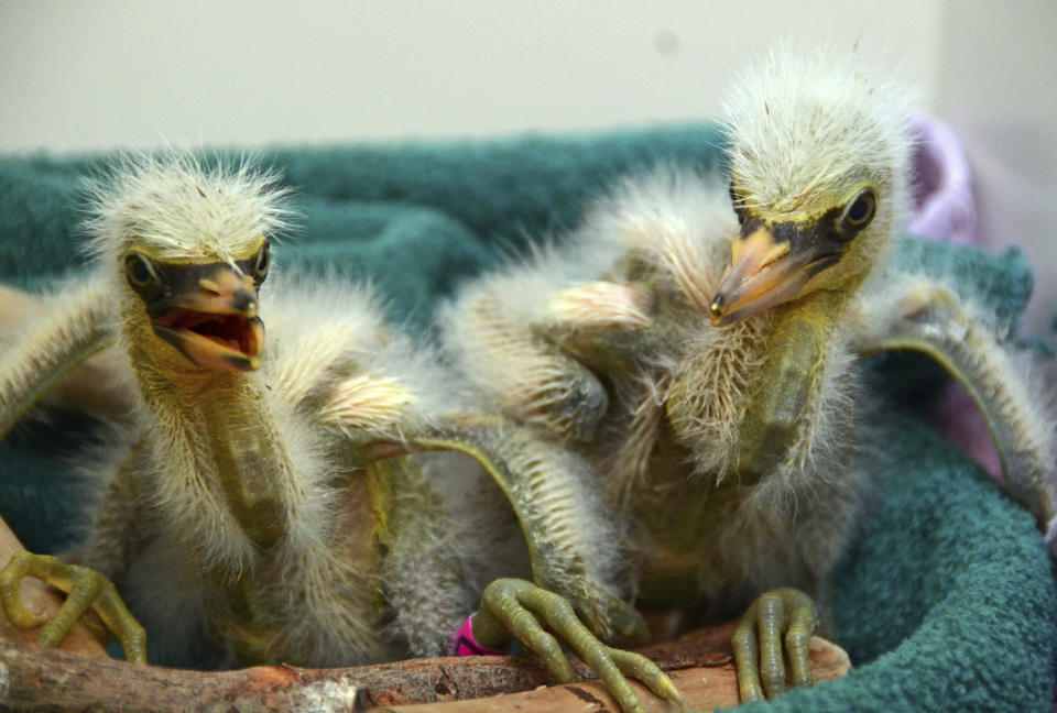 In this Wednesday, July 10, 2019 photo provided by International Bird Rescue, rescued snowy heron chicks are cared for at the organization's facility in Fairfield, Calif. Over a dozen baby herons and egrets were rescued after their tree collapsed in Oakland, hurling them from their nests to the pavement. International Bird Rescue says it got a call Wednesday after a ficus tree that was serving as a rookery split in half and partially fell. Rescuers took the birds to the group's rescue center in Fairfield. Some are only days old. (International Bird Rescue via AP)