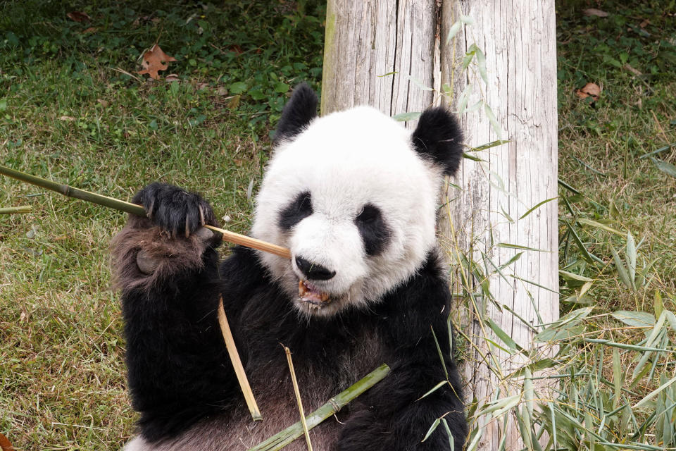 LeLe the Giant Panda eats bamboo in his habitat at The Memphis Zoo, November 1, 2022. REUTERS/Karen Pulfer Focht