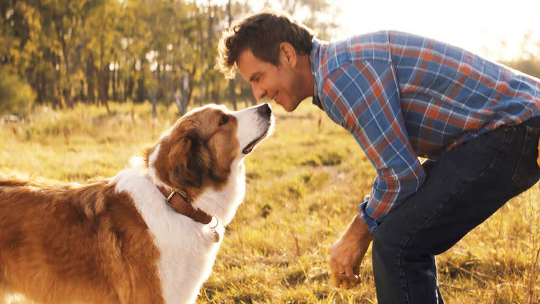 El film sigue las aventuras de un muy singular perro llamado Bailey