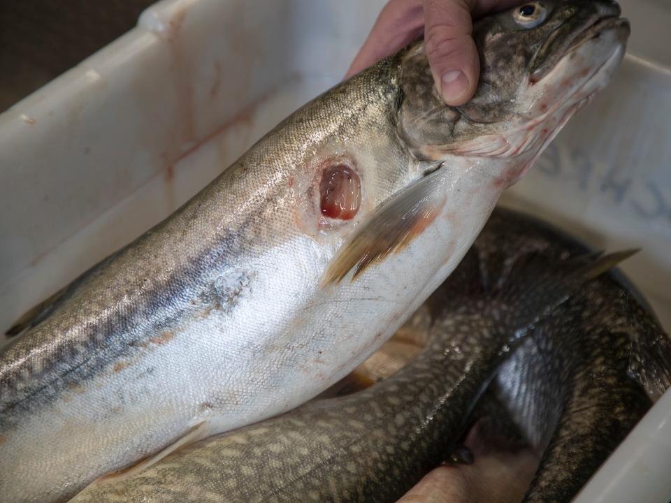 A lake trout with a hole on its side.