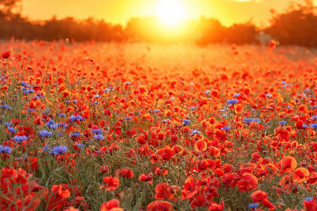 <p>Nick Brundle Photography/Getty</p> A colorful field of flowers in the countryside.