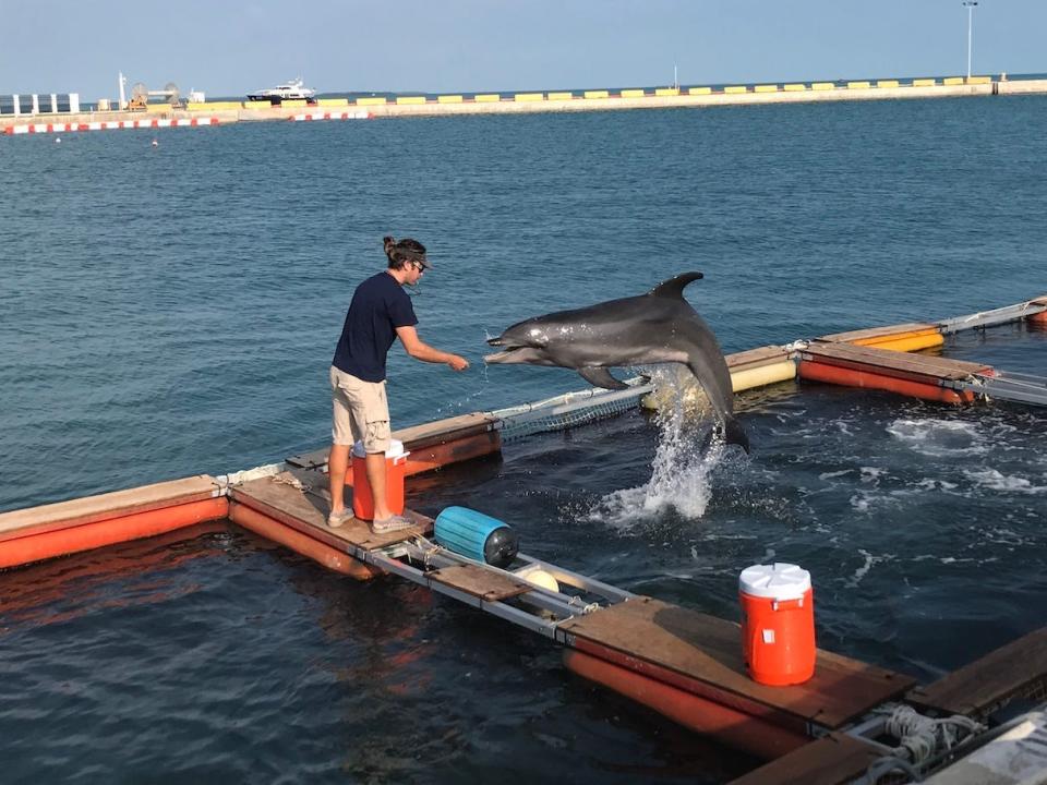 Navy Marine Mammal Program dolphin