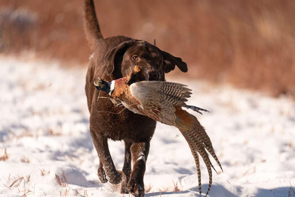 Rookie, dog of Cole Schumacher, returns to his owner carrying a pheasant during a frosty morning of hunting.