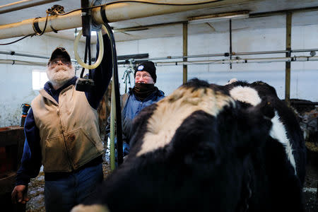 Dairy farmers Fred and Laura Stone milk the cows even though the milk will be discarded, after discovering the soil, hay, and the milk from the cows on the farm contain extremely high levels of PFAS chemicals resulting from a 1980's state program to fertilize the pastures with treated sludge waste and making the milk unsuitable for sale, at the Stoneridge Farm in Arundel, Maine, U.S., March 11, 2019. Picture taken March 11, 2019. REUTERS/Brian Snyder