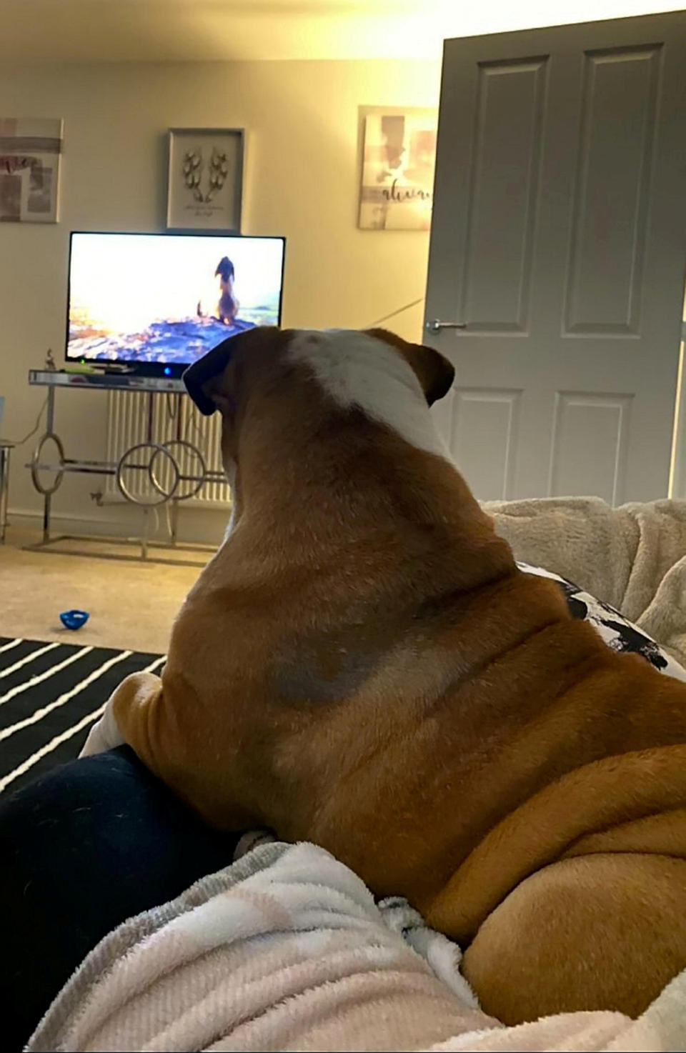 A British Bulldog that is obsessed with The Lion King has become a TikTok star after adorable videos of him watching the Disney movie racked up almost a million views. Owner Carly Pither, 33, is convinced one-year-old Bruce believes he is a lion after he first became transfixed by big cats in wildlife documentaries. So she thought she would try putting on The Lion King for him to watch and was left gobsmacked by his incredible response. The loveable pooch curls up quietly to watch the entire film "like a child" - up until the tear-jerking scene where [spoiler alert] Simba's dad Mufasa dies. At that point Bruce reacts in the same way every single time by jumping and "hopping around like a bunny" as well as barking at the TV.