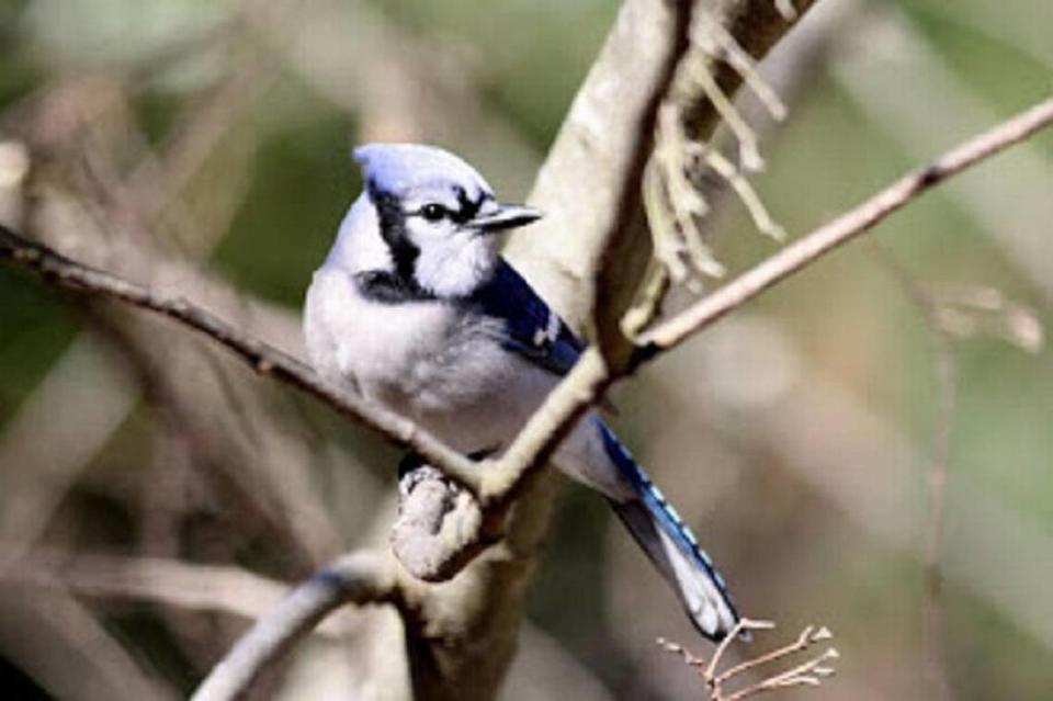 If you pay attention to bird sounds you have probably heard blue jays imitating red-shouldered hawks and red-tailed hawks. Ron Clark