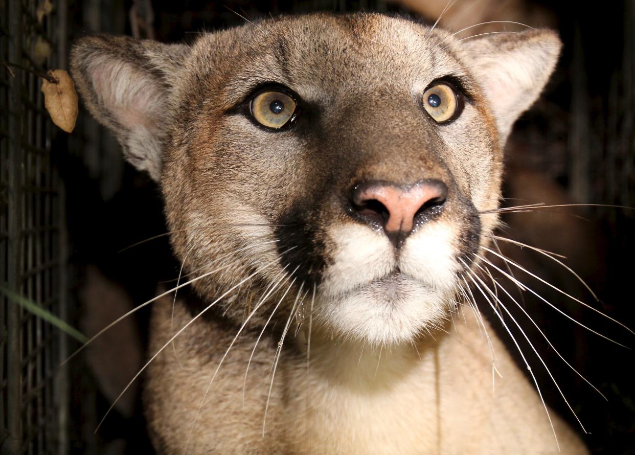 A young male mountain lion dubbed P-81 was captured and collared in the Santa Monica Mountains in March 2020. The cougar was found dead Sunday.