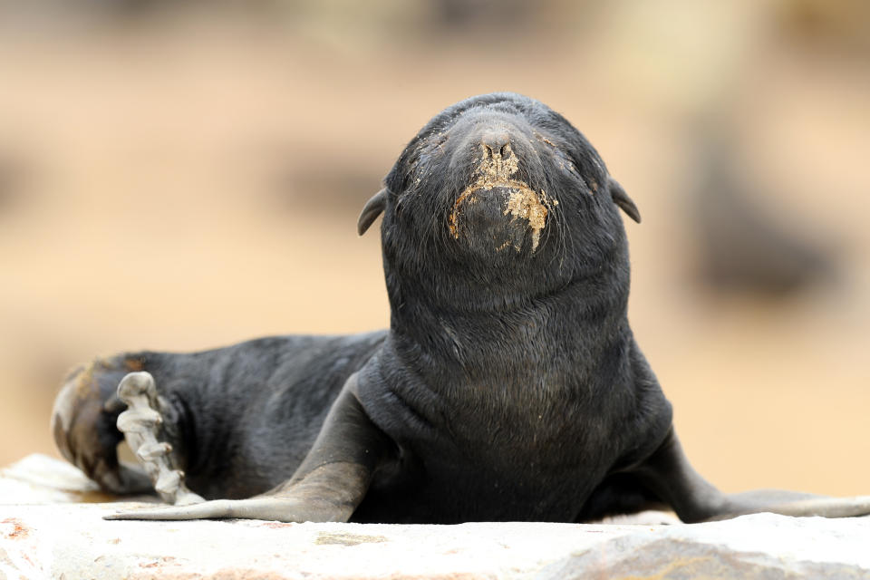 <p>A seal pup has a face full of sand as it naps on a barrier wall at the Cape Cross Seal Reserve in Namibia. (Photo: Gordon Donovan/Yahoo News) </p>