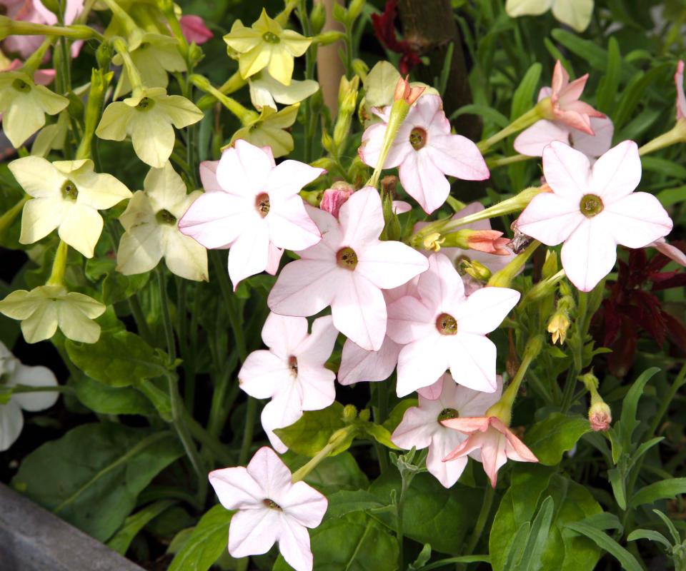 nicotiana alata flowering in border