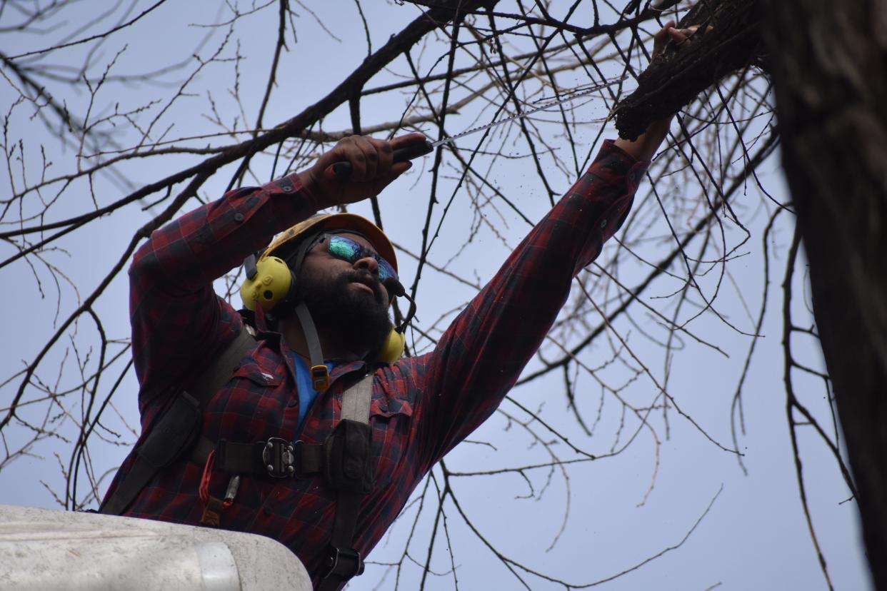 City of Fort Collins forestry technician Rafael McLeod is shown pruning an elm tree on Grant Street on Monday, Feb. 1, 2021.