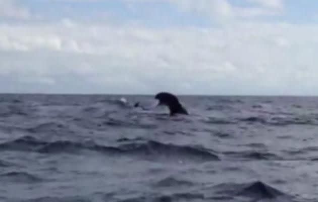 The boat was on its way to the Great Barrier Reef when they came across a huge whale's tail. Photo: Caters