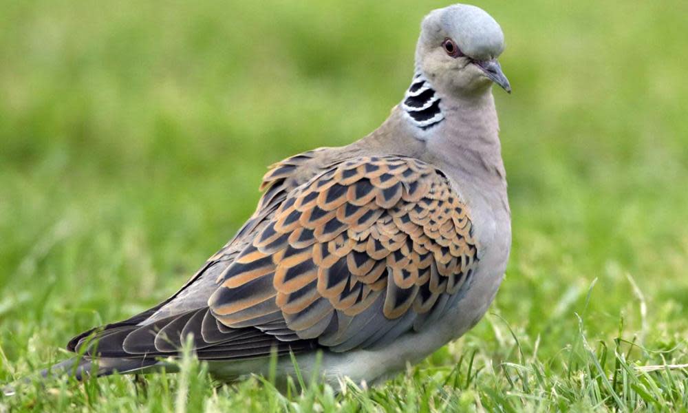 The turtle dove is endangered in Britain