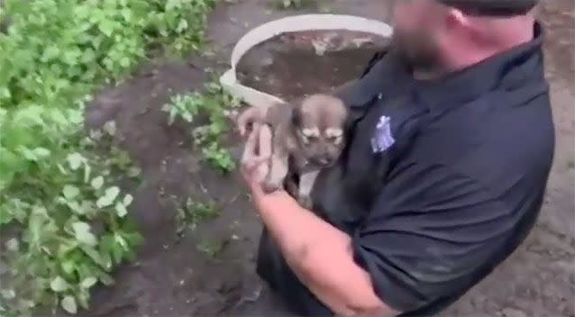 A rescuer comforts one of the puppies. Photo: AP