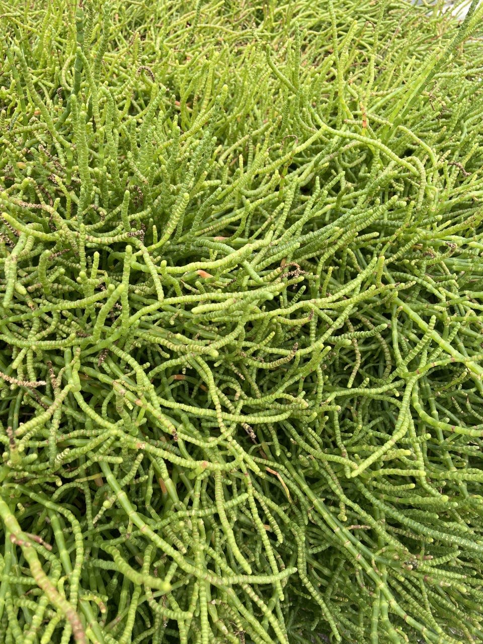 Sea beans growing aquaponically at Wrightsville Beach.