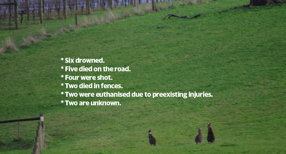 A green paddock with three collared kangaroos. It also includes the data of what happened to the kangaroos: * Six drowned. * Five died on the road. * Four were shot. * Two died in fences. * Two were euthanised due to preexisting injuries.  * Two are unknown. 