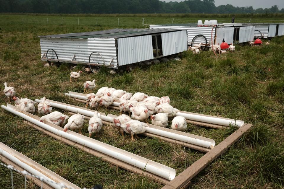 Unlike conventional farms which raise chickens quickly in five weeks, Glenview Acres raises its chickens in eight weeks without overfeeding.