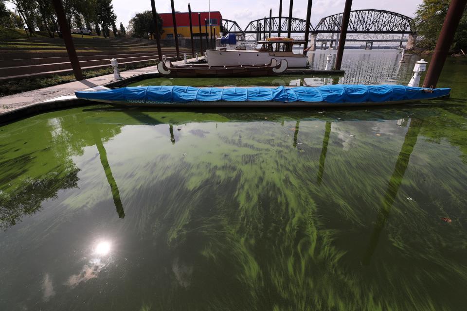 Algae has been settling on the Ohio River riverbank near Towhead Island in Louisville, Ky.