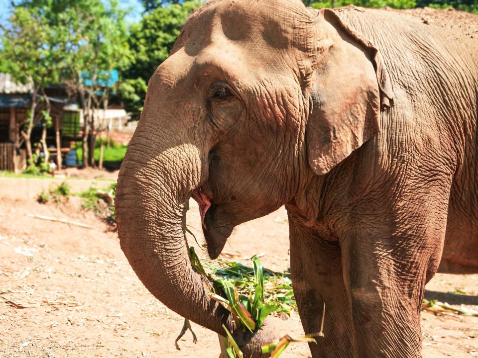 Elephant sanctuary in Chiang Mai.