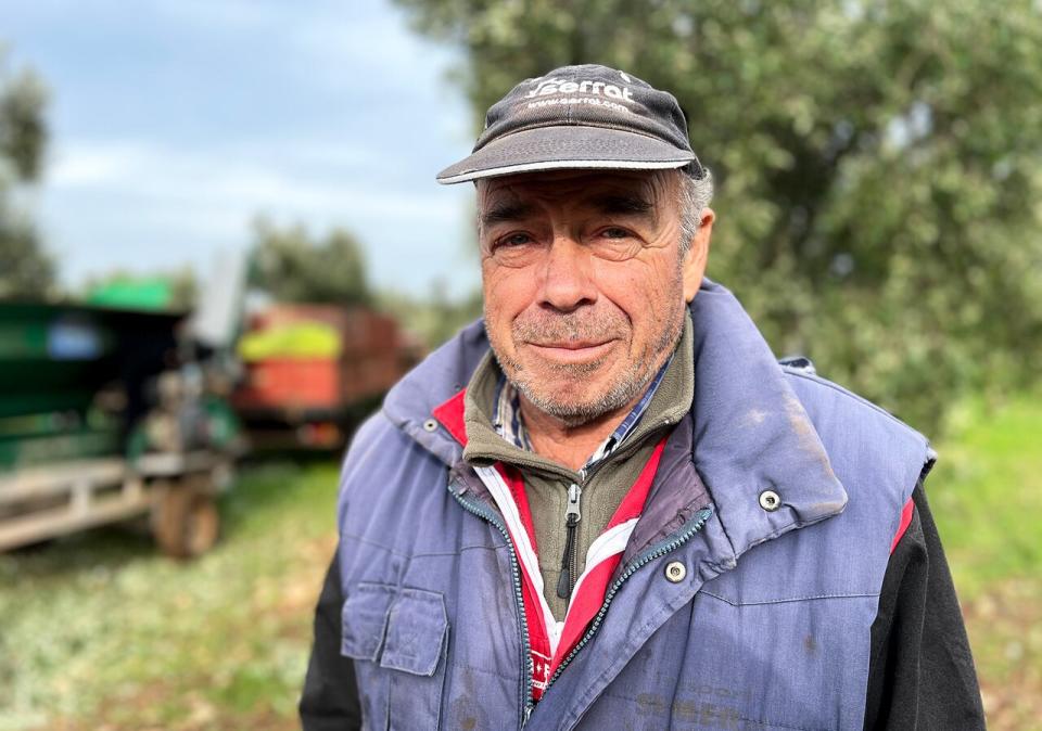 Vincenzo Zaccaria has been harvesting olives in Puglia for 35 years, and says that seeing olive trees dying 'brings tears to my eyes.'