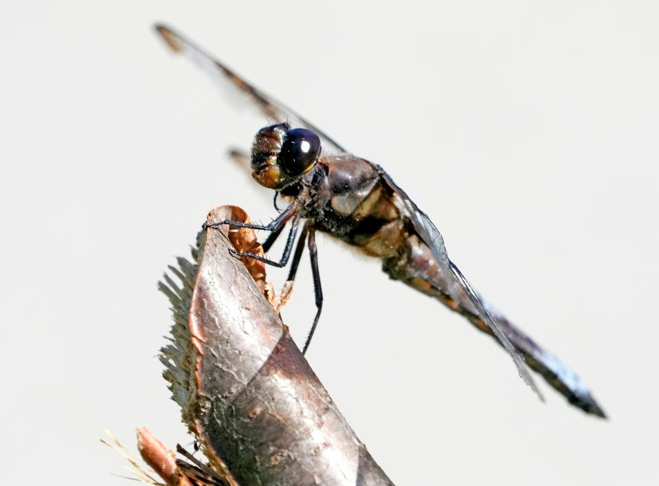 A dragonfly sits on a branch in Bayside on Tuesday, Aug. 30, 2022.  