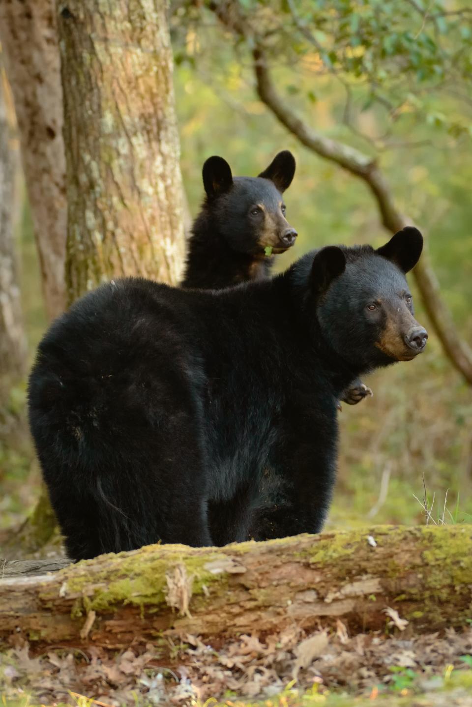 A black bear and cub in Cades Cove, Great Smoky Mountains National Park