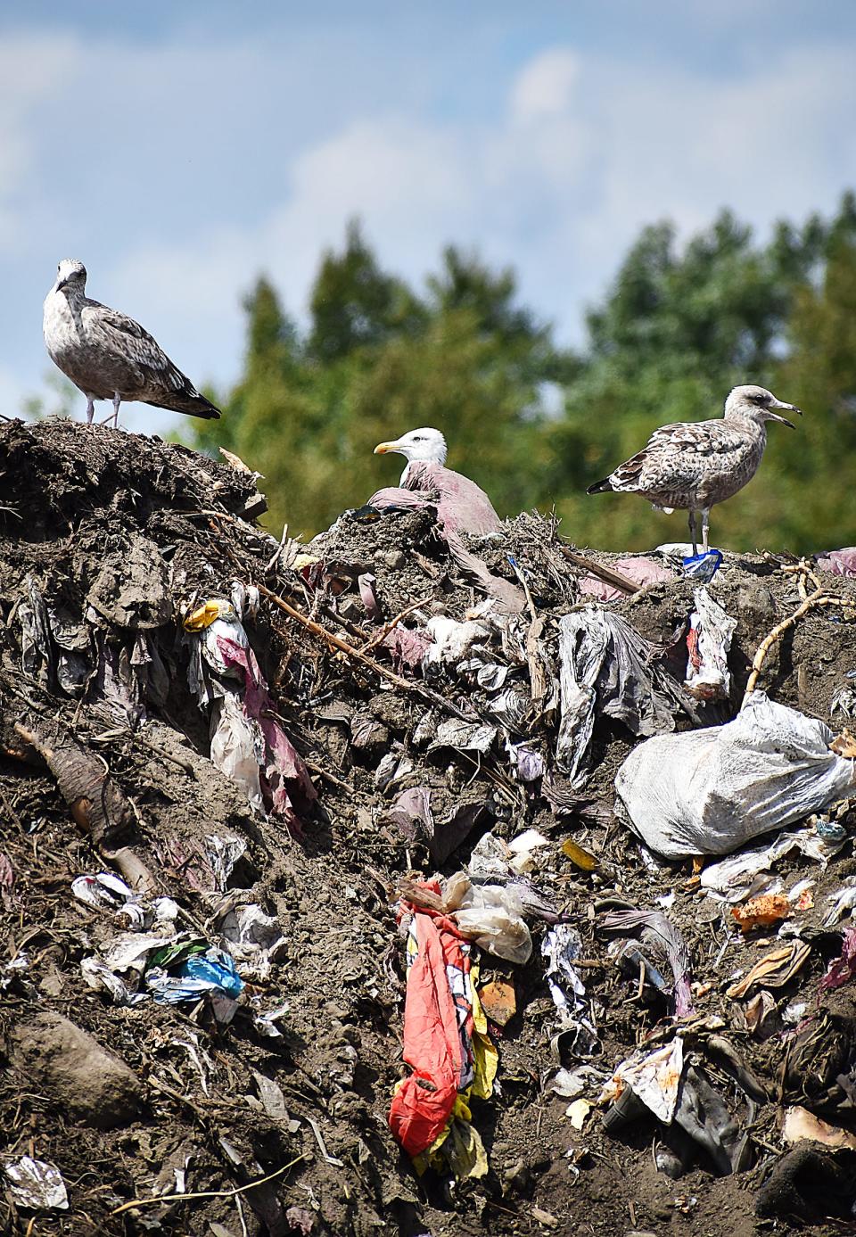 Seagulls pick through the garbage at the Tiverton Landfill.