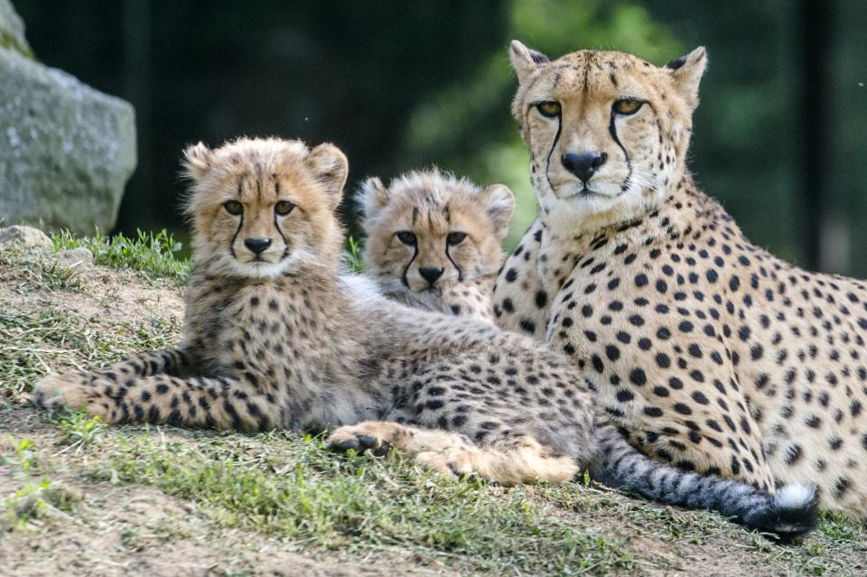 <p>Die Gepardenbabys Nurine und Namib liegen im Außengehege des Dvůr Králové Zoo in Tschechien. Die beiden Tiere kamen im Frühling 2017 zur Welt. (Bild: Tanecek David/CTK/dpa) </p>