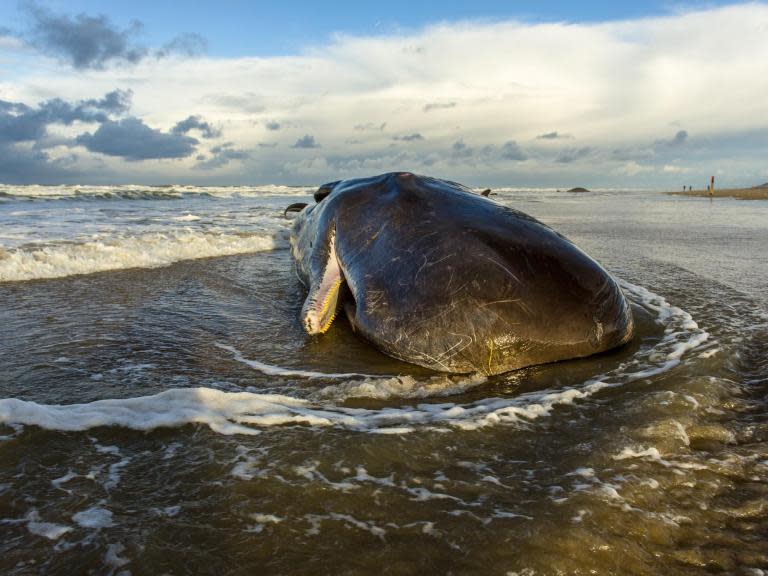 When a pungent 40-foot whale carcass washed up a few beaches away, Stefanie Worwag and Mario Rivera did what any good neighbours would do. They invited the blubbery bottom feeder into the neighbourhood and put him up in their backyard.Then Ms Worwag cut him open.Ms Worwag, a veterinarian, said she and her husband volunteered to host the dead whale on their Port Hadlock, Washington, property amid a spike in West Coast whale strandings that has researchers asking where they can put all the beached beasts.“It’s a heck of a learning experience,” said Mr Rivera, a retired police officer. The couple has been watching the whale deflate ever so slightly each day since it was towed to their stretch of shoreline earlier this month.The quandary of what to do with whale corpses has troubled coastal populations for decades and has inspired some novel methods for disposing of the behemoths. States have tried burying them on beaches, dumping them in landfills, sinking them at sea, and on one notable occasion that was caught on camera, blowing them up with dynamite, which sent rancid chunks of whale raining down on spectators.As a striking number of grey whale carcasses have floated onto West Coast beaches in recent months, the National Marine Fisheries Service has begun asking private landowners to let them decay on their property. A half-dozen Washington residents have already volunteered possible resting places for the giant mammals, which can be as long as a semitrailer and weigh up to 45 tonnes.Of the 77 dead whales that have beached along the Pacific Coast so far this year, 30 have come ashore in Washington, the most in nearly two decades. The fisheries service is now investigating the surge in whale beachings, which has overwhelmed the researchers who respond to them.The researchers try to move the whales to places where they can conduct necropsies and then leave the carcass to decay naturally, a process that can take a year or more. But the state of Washington is running out of places to let that happen, especially for whales that wash up on the shores of Puget Sound.“You can only tow a whale so far,” said Hilary Franz, Washington’s commissioner of public lands. “We’re running out of space, and we’re also running out of easy, simple answers of where to have them decompose.”Even moving the carcasses a short distance can be a huge undertaking. For the whale that came to stay with Ms Worwag and Mr Rivera, the trip of just over 3 miles from its original beaching point took several hours.First, the carcass had to be secured around the peduncle, the portion of a whale’s body that tapers back to the fluke. Then researchers used a rigid-hulled inflatable boat to tow the whale, tail-first and very slowly.John Calambokidis, a senior research biologist at Cascadia Research Collective who was on board for the slow tow, said that the rise in beachings must be monitored closely, but it is not necessarily a bad sign for the grey whales. To the contrary, he said, it could be a side effect of the species’ recent rebound.Grey whales in the eastern North Pacific were removed from the federal endangered-species list in 1994. Over the next six years, the population dipped to about 16,000, but since then it has surged to about 27,000, according to estimates by the National Oceanic and Atmospheric Administration.Climate change may play a role, just as warming sea temperatures and the loss of ice cover in the Arctic have affected other sea life, Mr Calambokidis said, but it is also possible that the grey whales have simply overpopulated the area and are not finding enough food.“Part of the question will be, how long does this continue?” he said. “Do they show a similar recovery as they did after 2000?”Mr Calambokidis, who has been responding to whale strandings for more than 40 years, said he has seen whale carcasses loaded on flatbed trucks, thrown in dumpsters, buried where they land, sunk in the ocean and just about everything else. Some disposal methods have been more successful than others.It was the Oregon state Highway Department that tried the dynamite idea. A whale carcass had washed up in 1970 near the city of Florence, and the rotting smell quickly became a problem. State transportation officials decided the thing to do was to detonate 20 cases of dynamite under the whale, hoping to blast the whole thing into small pieces that could be eaten by sea gulls. It did not quite work out as expected.“The blast blasted blubber beyond all believable bounds,” a television reporter, Paul Linnman of KATU, said in a report on the explosion that has since been posted on YouTube. Onlookers were covered in blubber, and a car was smashed by flying pieces of whale meat, but much of the carcass did not go anywhere. It was eventually buried.Ms Worwag and Mr Rivera say they enjoy accommodating their new guest, but federal officials caution that hosting a massive whale carcass is not for everyone. The couple has an ideal property for the purpose, with a secluded beachfront, a steep embankment to help contain the smell and only one close neighbour (who gave approval).Michael Milstein, a spokesperson for the fisheries service, said he hoped potential hosts would look to the couple’s experience as they decide whether they can handle a big one of their own.“It’s kind of hard to find spots to put a 40-foot whale,” Mr Milstein said. “We want people to go into this with open eyes and know what they’re getting into.”The New York Times