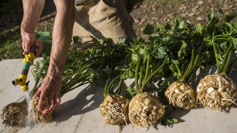 cleaning freshly dug celeriac