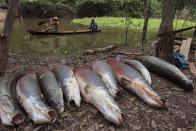 Villagers from the Rumao Island community paddle past a line of arapaima or pirarucu, the largest freshwater fish species in South America and one of the largest in the world, while fishing in a branch of the Solimoes river, one of the main tributaries of the Amazon, in the Mamiraua nature reserve near Fonte Boa, about 600 km (373 miles) west of Manaus, November 24, 2013. Catching the arapaima, a fish that is sought after for its meat and is considered by biologists to be a living fossil, is only allowed once a year by Brazil's environmental protection agency. The minimum size allowed for a fisherman to keep an arapaima is 1.5 meters (4.9 feet). Picture taken November 24, 2013. REUTERS/Bruno Kelly (BRAZIL - Tags: ENVIRONMENT SOCIETY ANIMALS TPX IMAGES OF THE DAY) ATTENTION EDITORS: PICTURE 12 OF 22 FOR PACKAGE 'FISHING FOR BRAZIL'S FOSSILS'. TO FIND ALL IMAGES SEARCH 'ARAPAIMA KELLY'