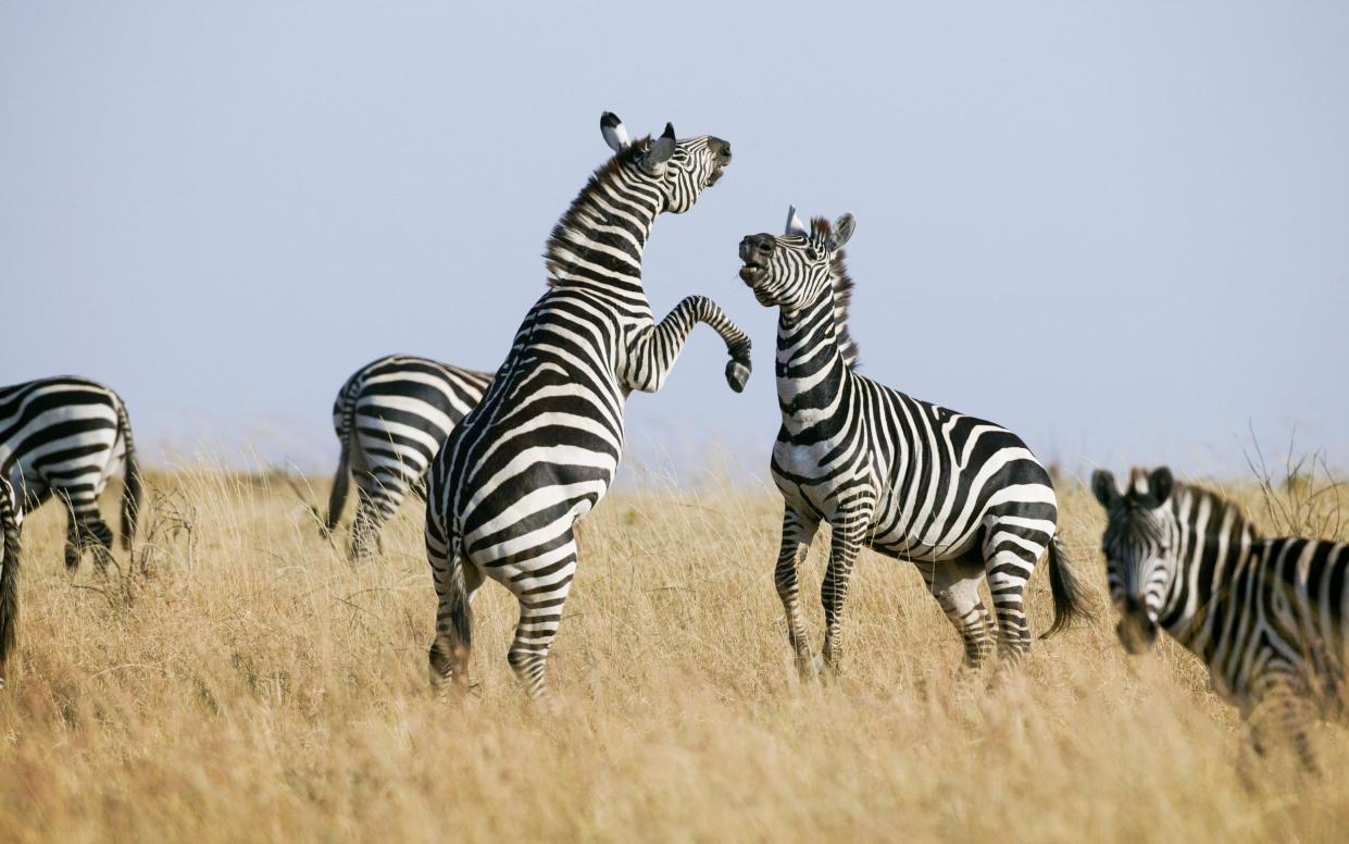 Zebra males fighting, Maasai-Mara Game Reserve, Kenya - Nature Picture Library / Alamy Stock Photo