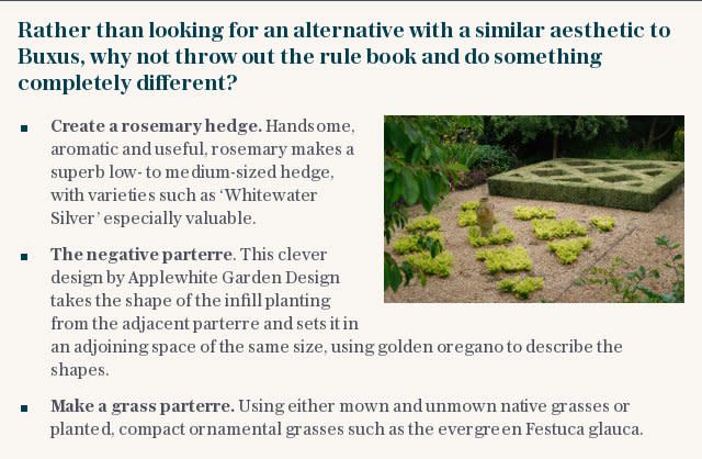 Rather than looking for an alternative with a similar aesthetic to Buxus, why not throw out the rule book and do something completely different?