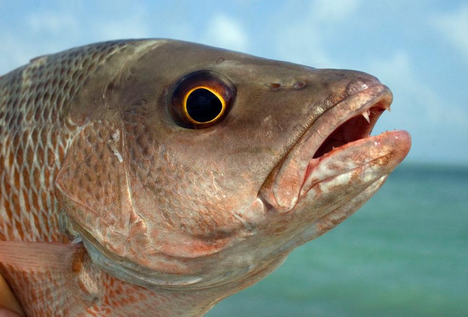 While inshore mangrove snapper do not attain the 6-7 pound heft of their offshore brethren, they do regularly reach a length of 18 inches or more.