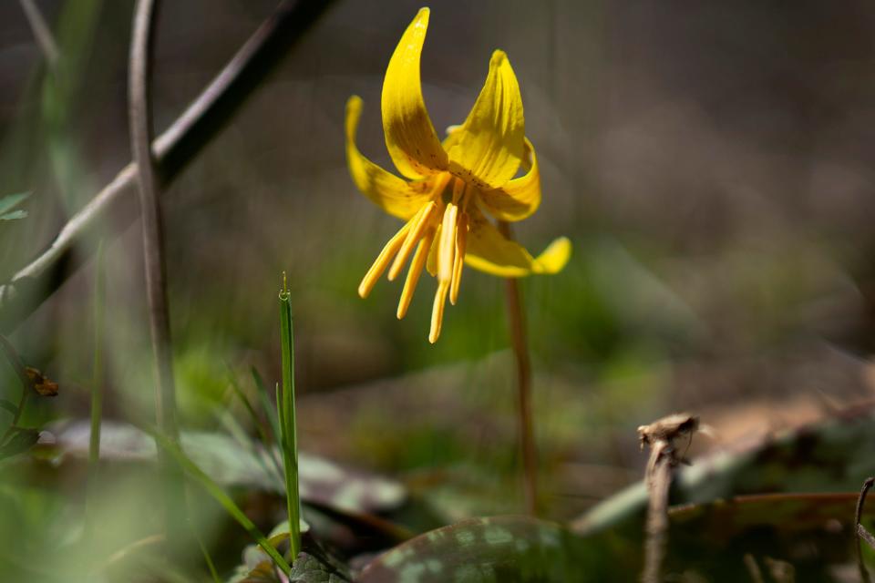 A yellow trout lily blooms in early April in Hocking Hills. Ohio has more than 70 native ephemerals that bloom in the spring. In publication since 1818, the Farmers' Almanac is predicting a "soggy, shivery spring ahead" for much of the country.