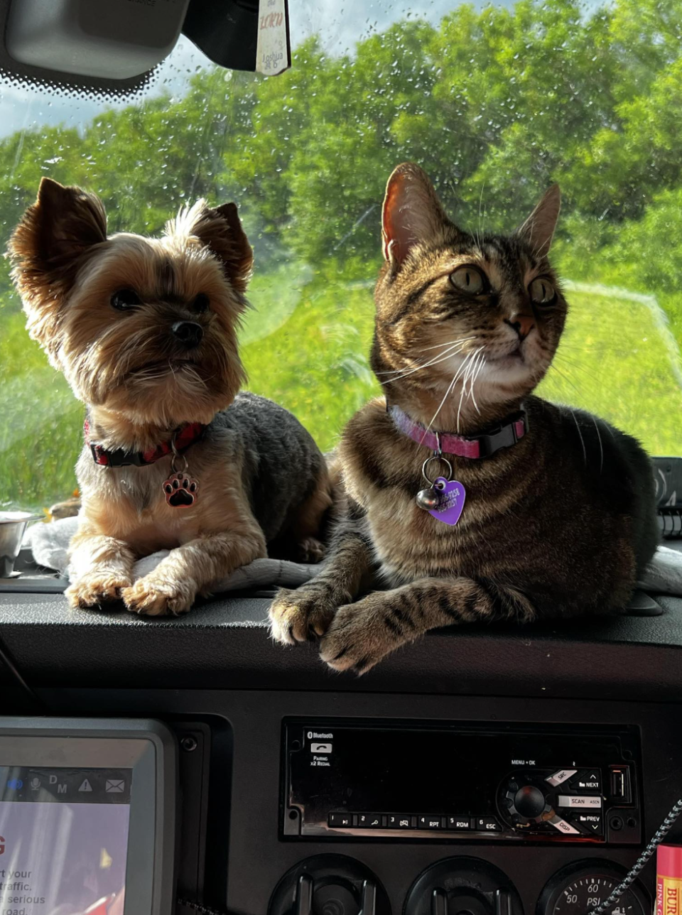 Truck driver Lynnea Parks’ pets relax on the dashboard of her truck.