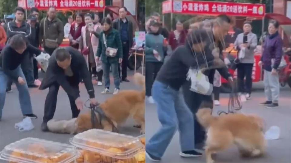 中國女子未牽繩釀禍！巴哥愛犬遭黃金緊咬猛甩　搬板凳救狗被阻擋大哭