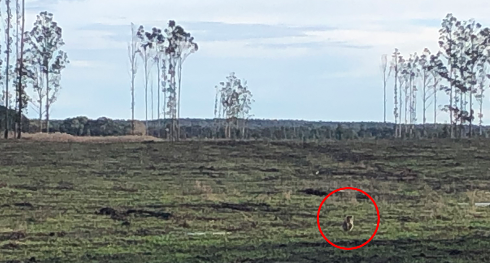A male koala sits in a paddock at Codrington after plantation harvesting. Source: Supplied