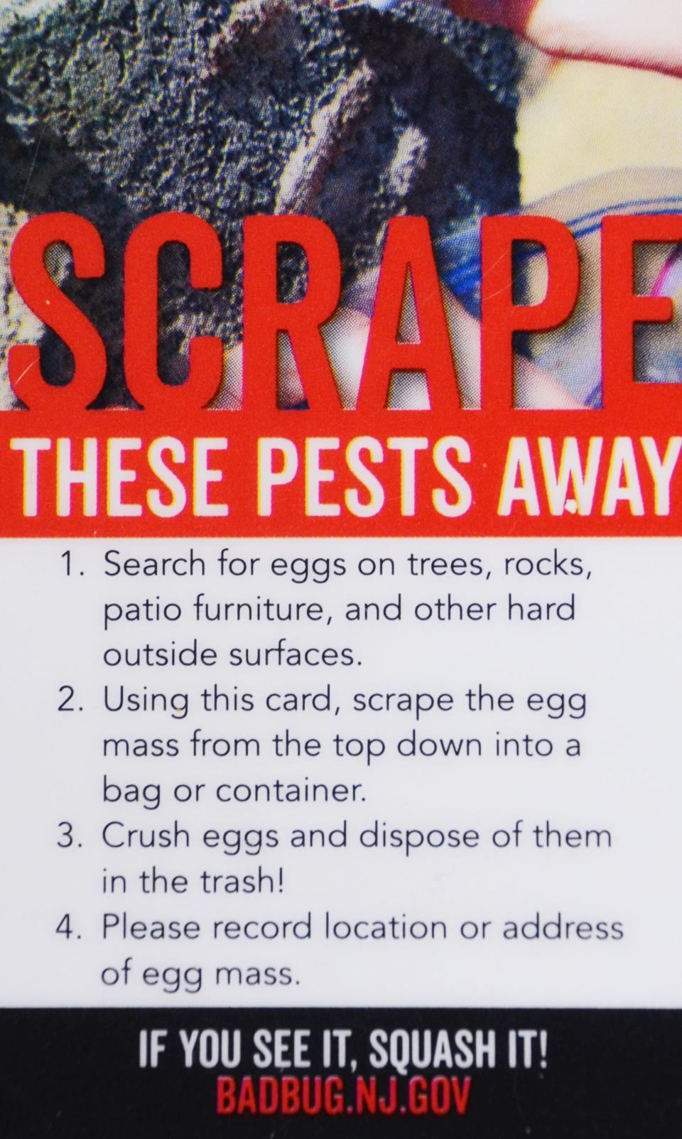 Plastic credit-card-size "scraper cards" being distributed by the New Jersey Department of Agriculture to encourage residents to scrape spotted lanternfly egg masses off trees and destroy them before they hatch in May.