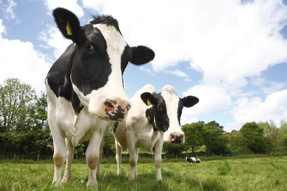 Three Holstein cows stand in a green pasture, with trees and blue sky in the background