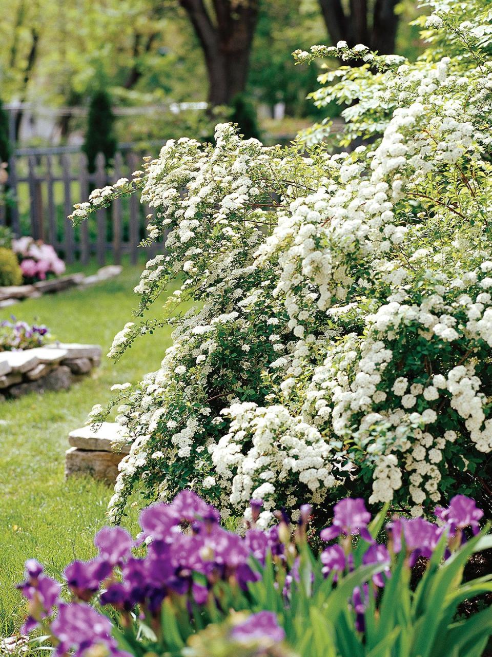 Block wind, buffer noise, or create private outdoor living spaces with a hedge. Determine the type of plant that best suits your needs; these top hedge picks make your choice easy.
