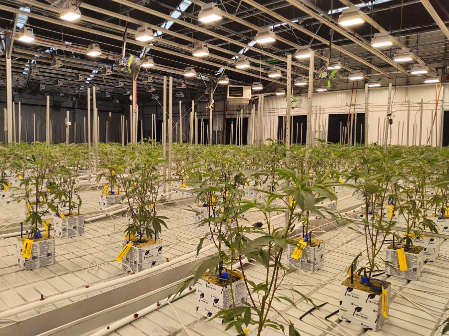 Cresco Labs' first planted crop of marijuana seedlings intended for recreational sales in Ohio. (NBC4 Photo/Mark Feuerborn)