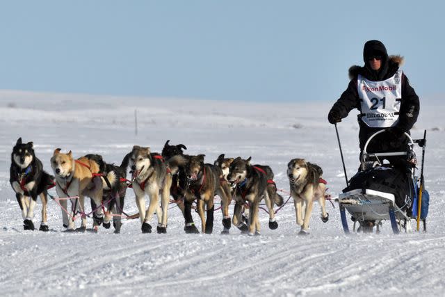 <p>Bob Hallinen/Anchorage Daily News/Tribune News Service via Getty</p> Dallas Seavey on March 15, 2011 in Willow, Alaska.