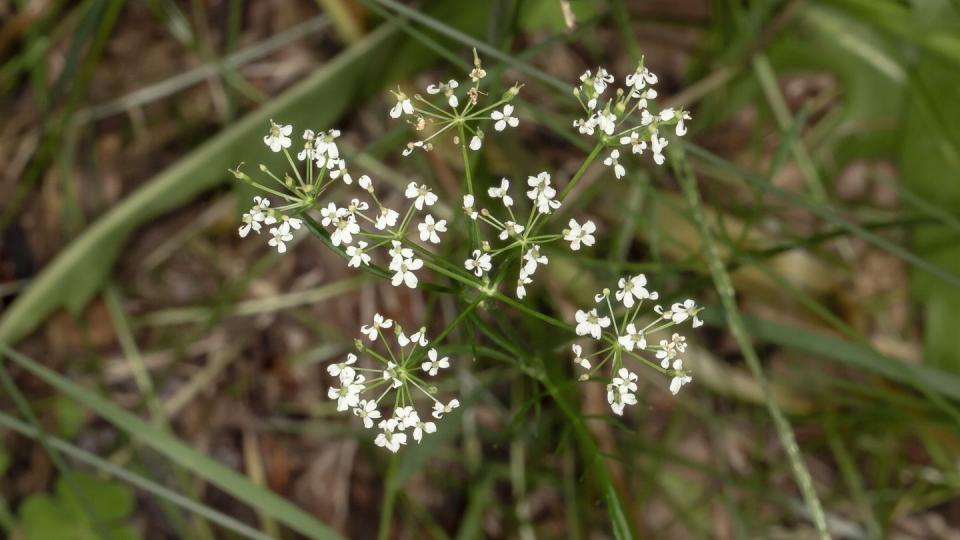 pignut flowers