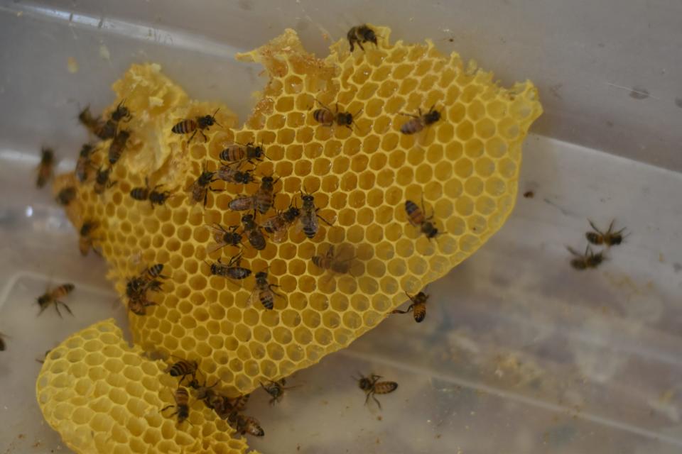 Bees on honey comb taken from a hive under a Douglas home during a hive removal on August 1, 2022