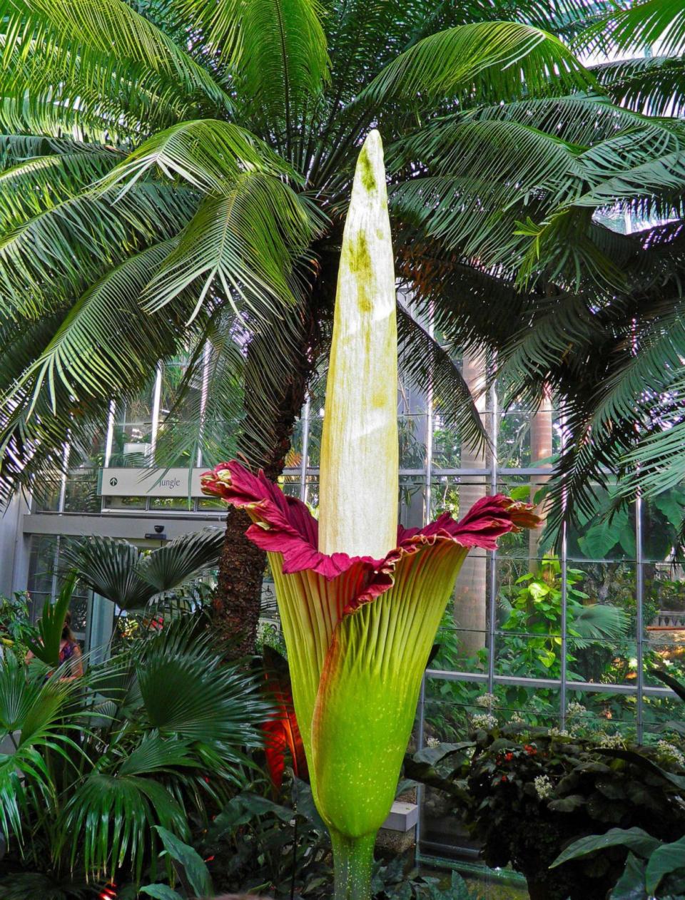 STOCK PHOTO: Amorphophallus Titanium or Corpse Flower on a first day of bloom in the United States Botanic Garden (STOCK PHOTO/Getty Images)