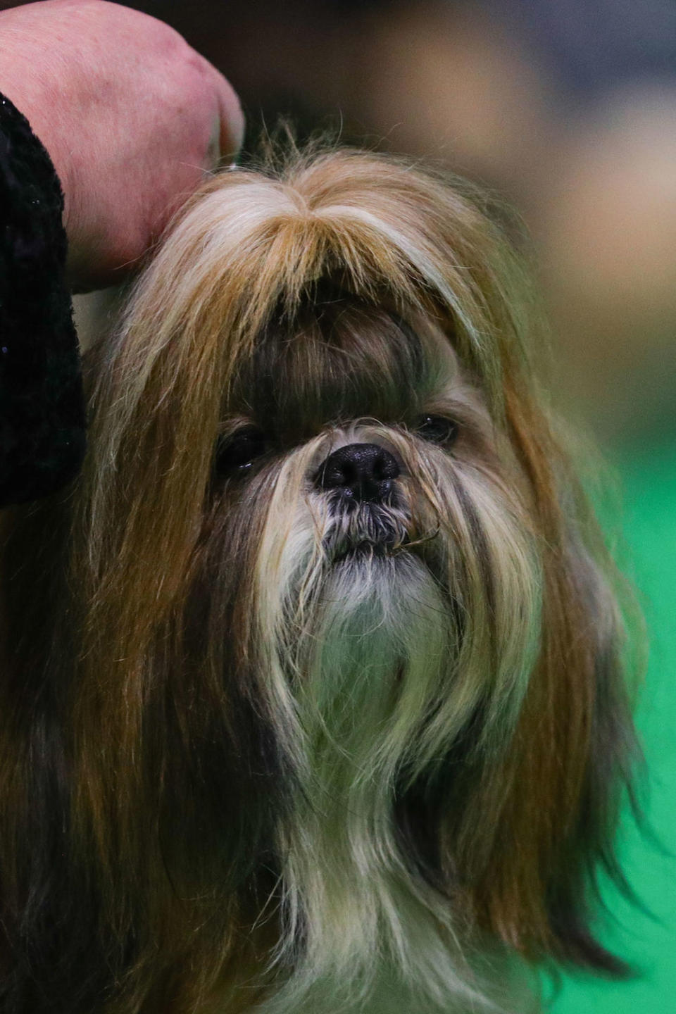 A Shih Tzu at the Birmingham National Exhibition Centre (NEC) for the fourth day of the Crufts Dog Show (Picture: PA)