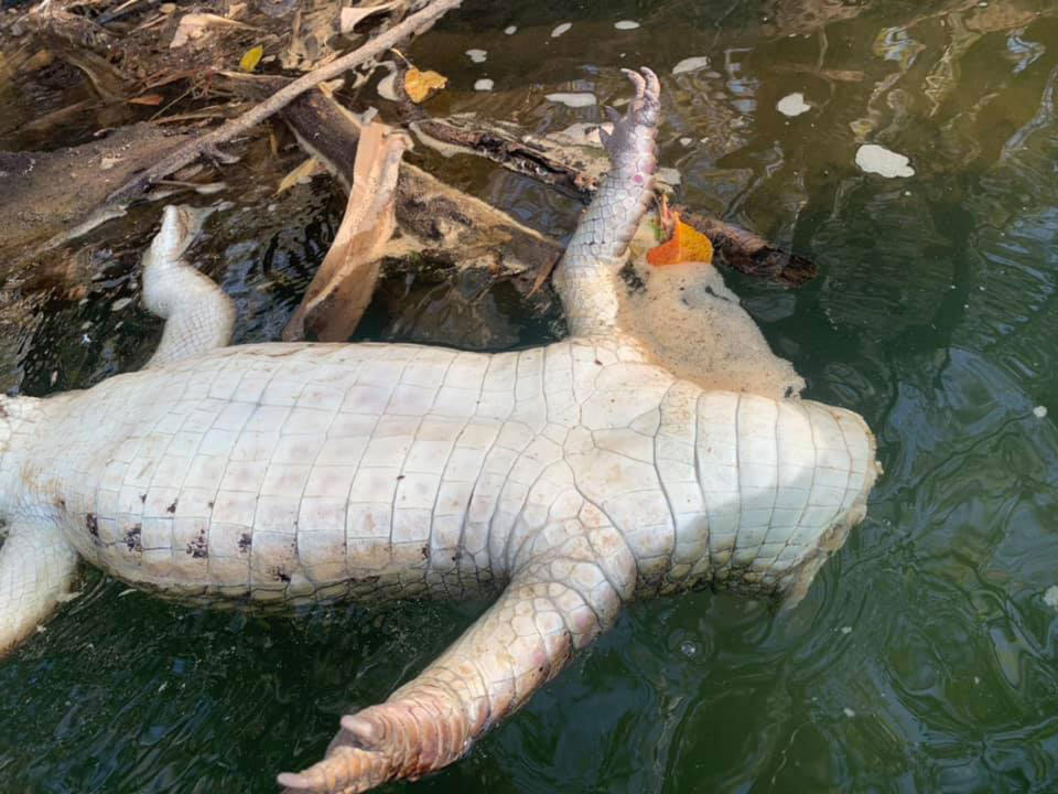 A decapitated croc lies floating in water at Crystal Rapids in Katherine. It also had its tail cut off.